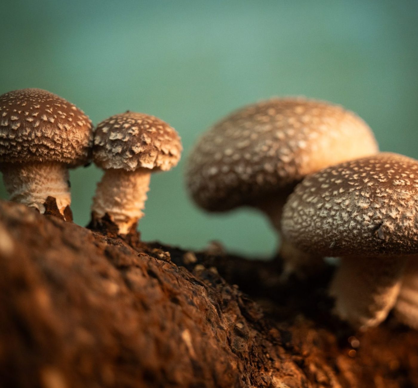 Shiitake en Polvo 200 Gramos