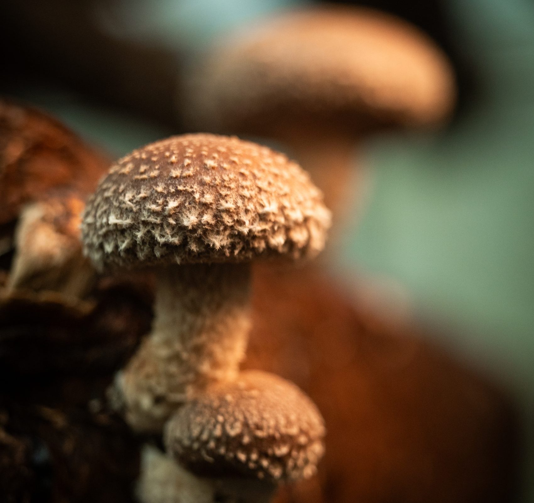 Shiitake Normal 1 Kilo