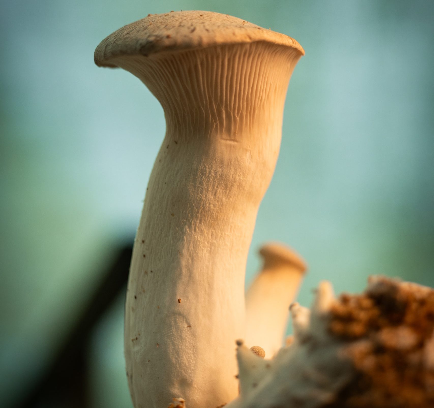 Eryngii Fresco 1 Kilo