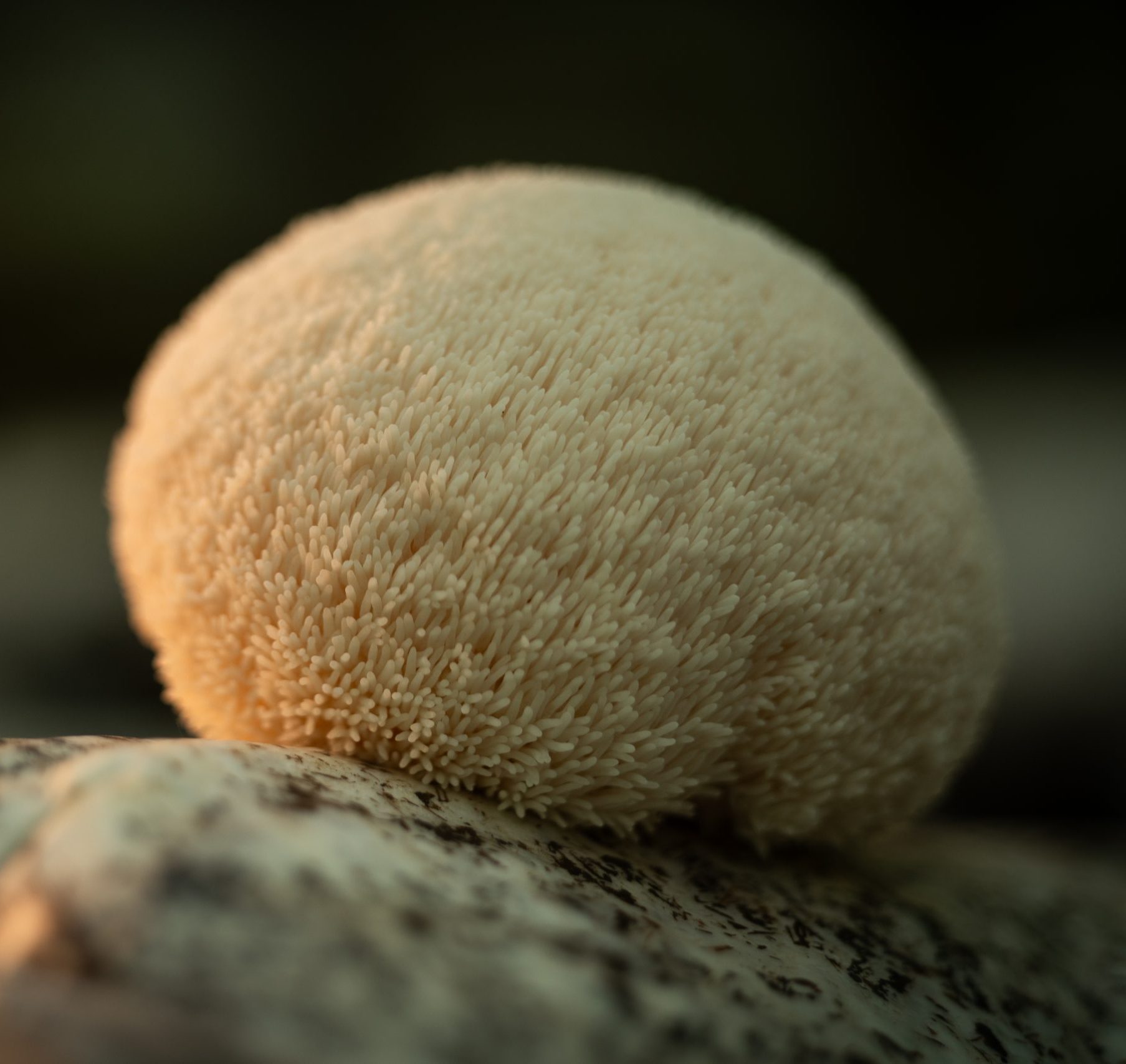 Melena de León Fresco 1 Kilo