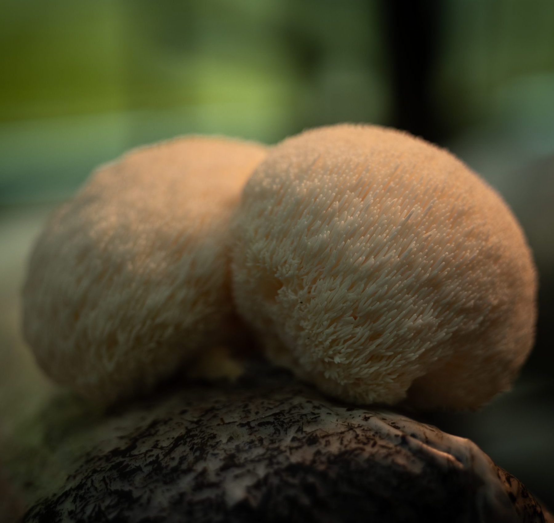 Melena de León Seco 100 Gramos