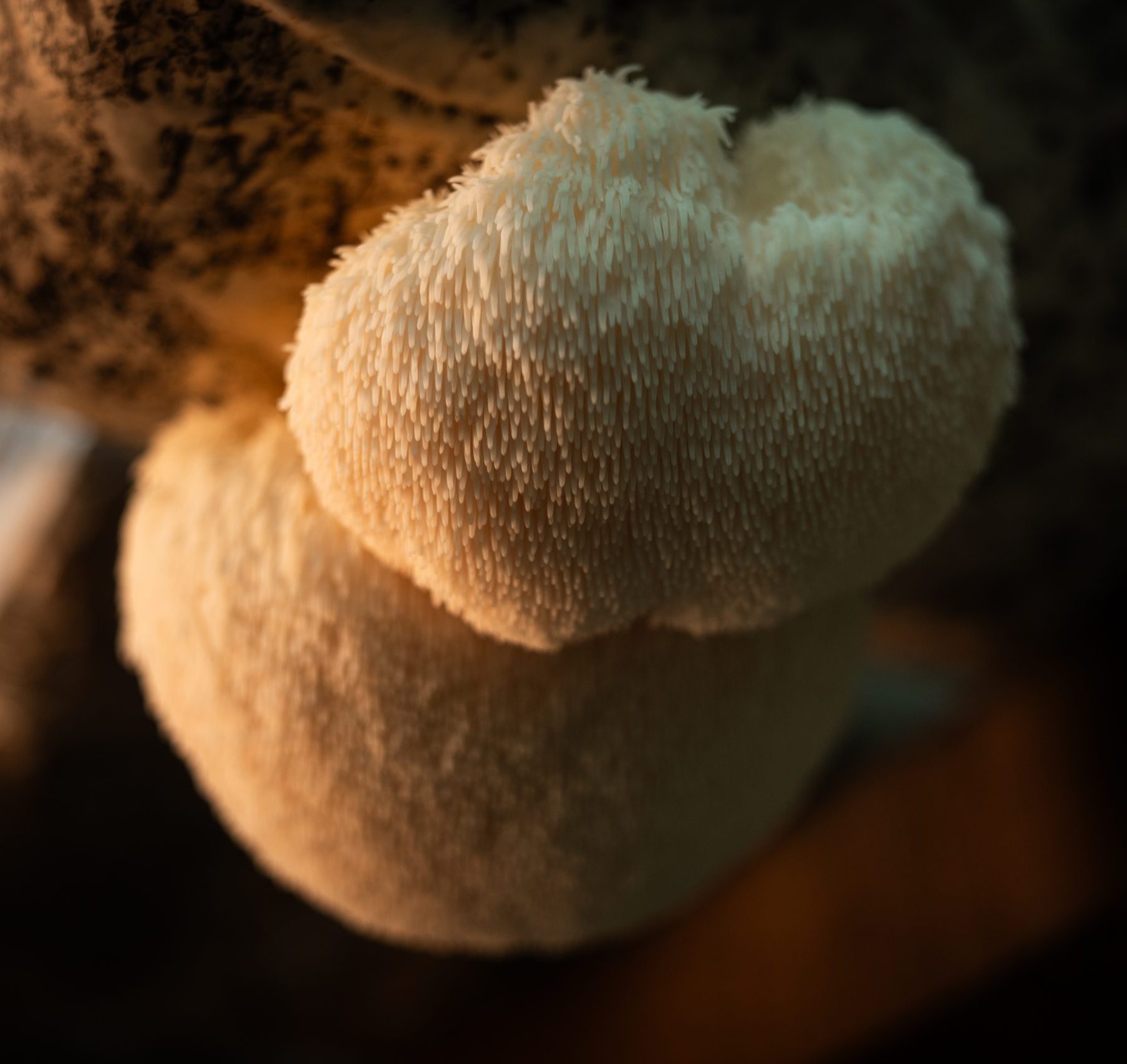 Melena de León en Polvo 100 Gramos