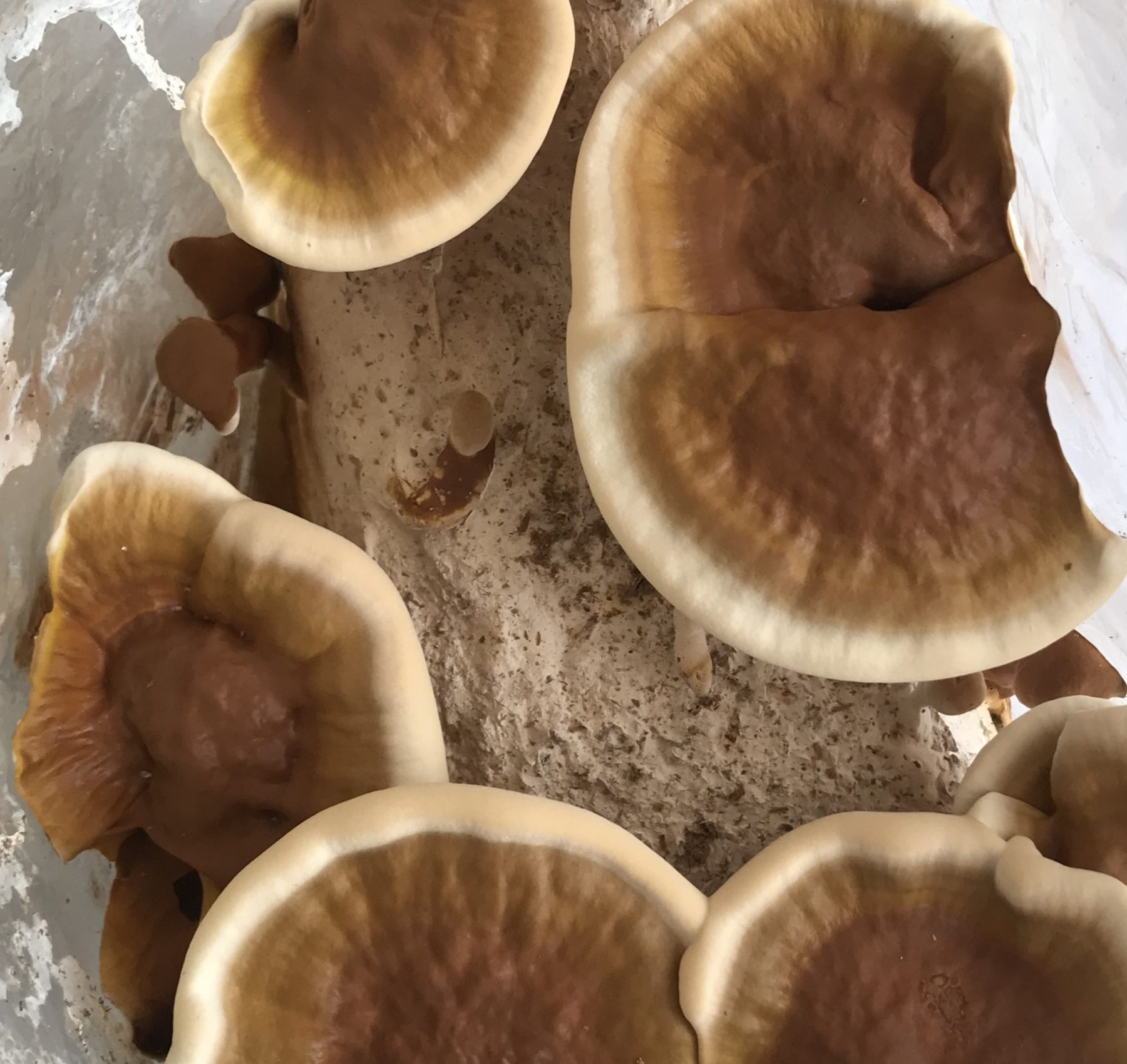 Ganoderma Seco 100 Gramos