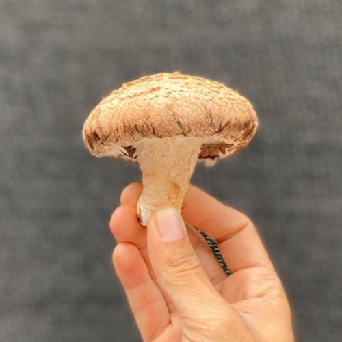 Beneficios del Hongo Shiitake en la Salud