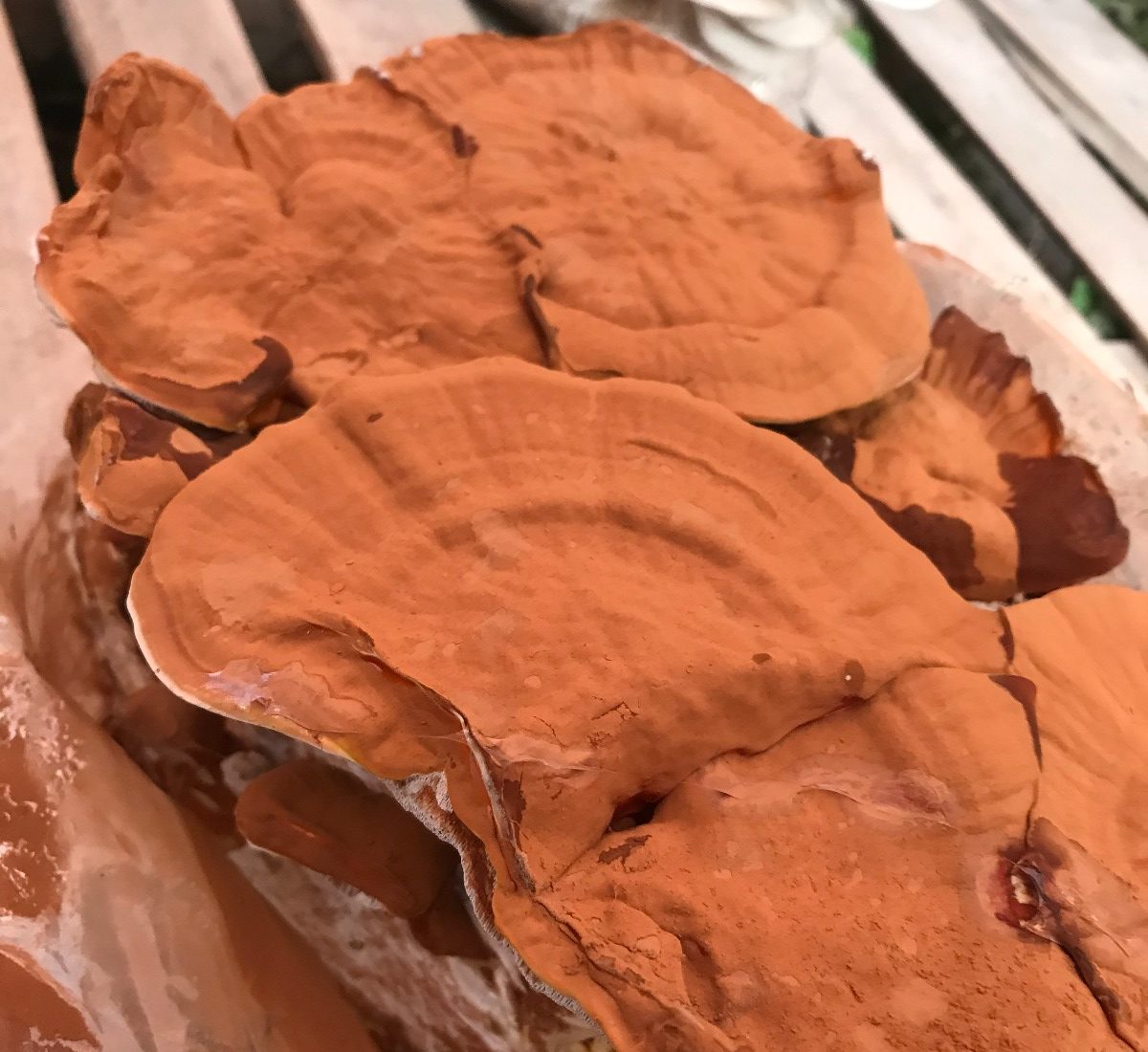 Ganoderma en Polvo 100 Gramos