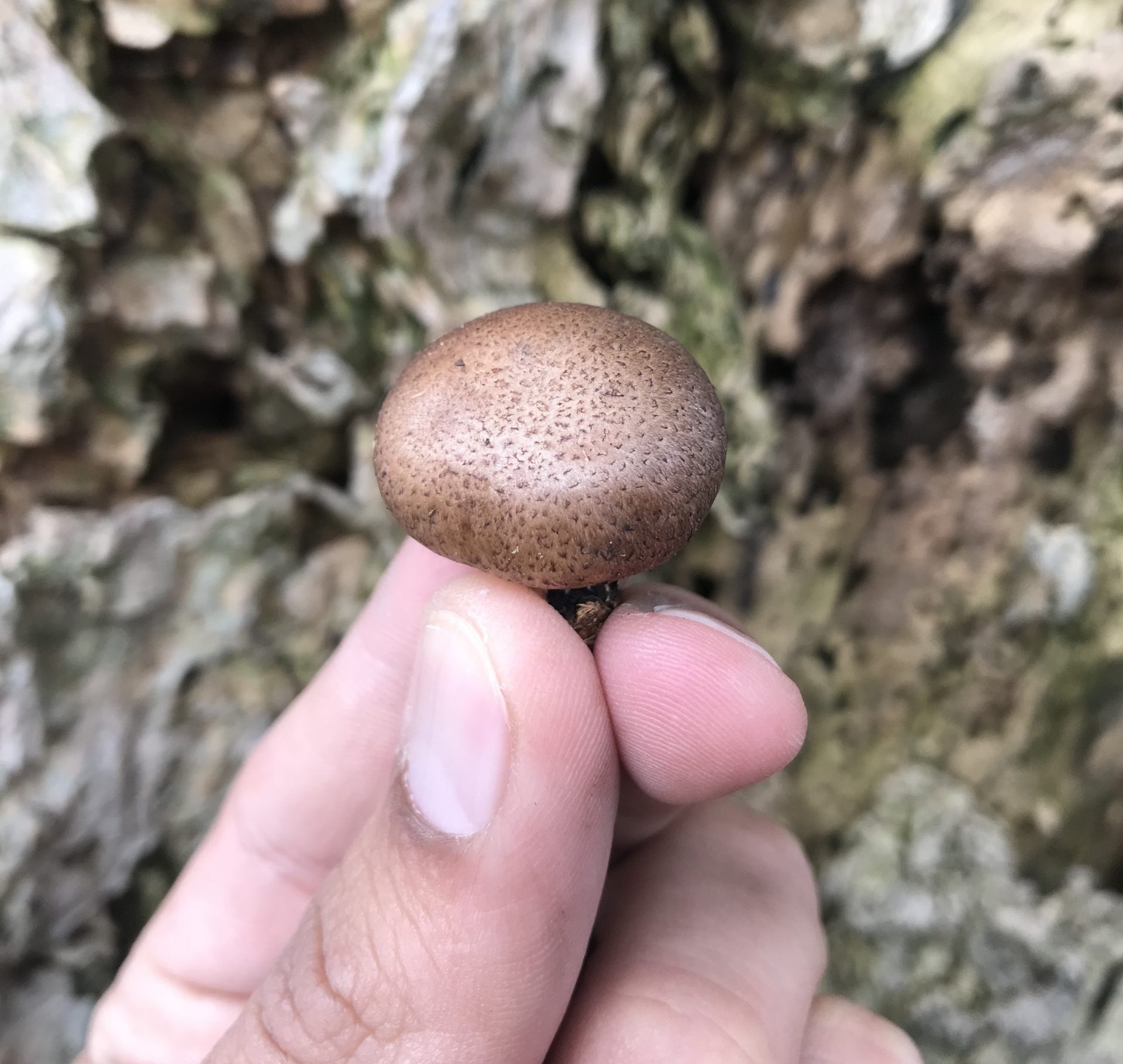 Cápsulas de Shiitake x 60 unidades